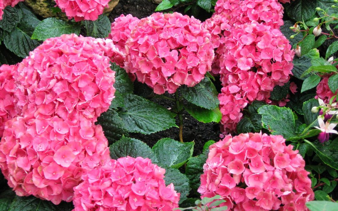 flowers 302308 1280 pink hydrangea pixabay public domain