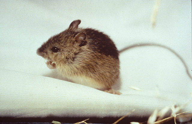 meadow jumping mouse usfws public domain